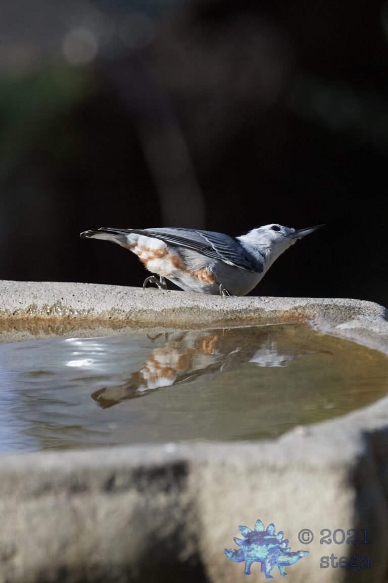 White-Breasted Nuthatch