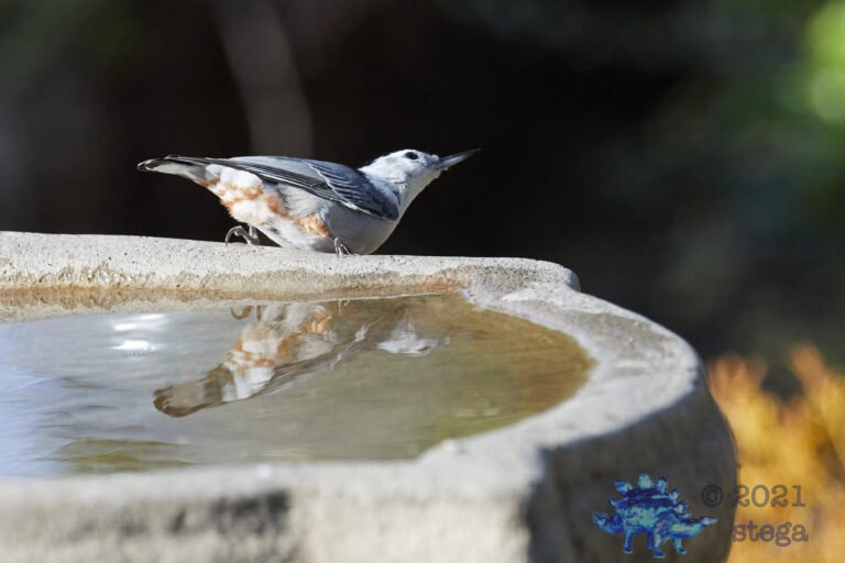 White-Breasted Nuthatch