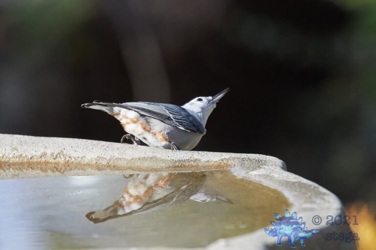 White Breasted Nuthatch