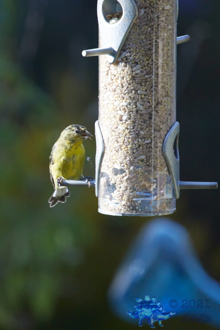 Lesser Goldfinch
