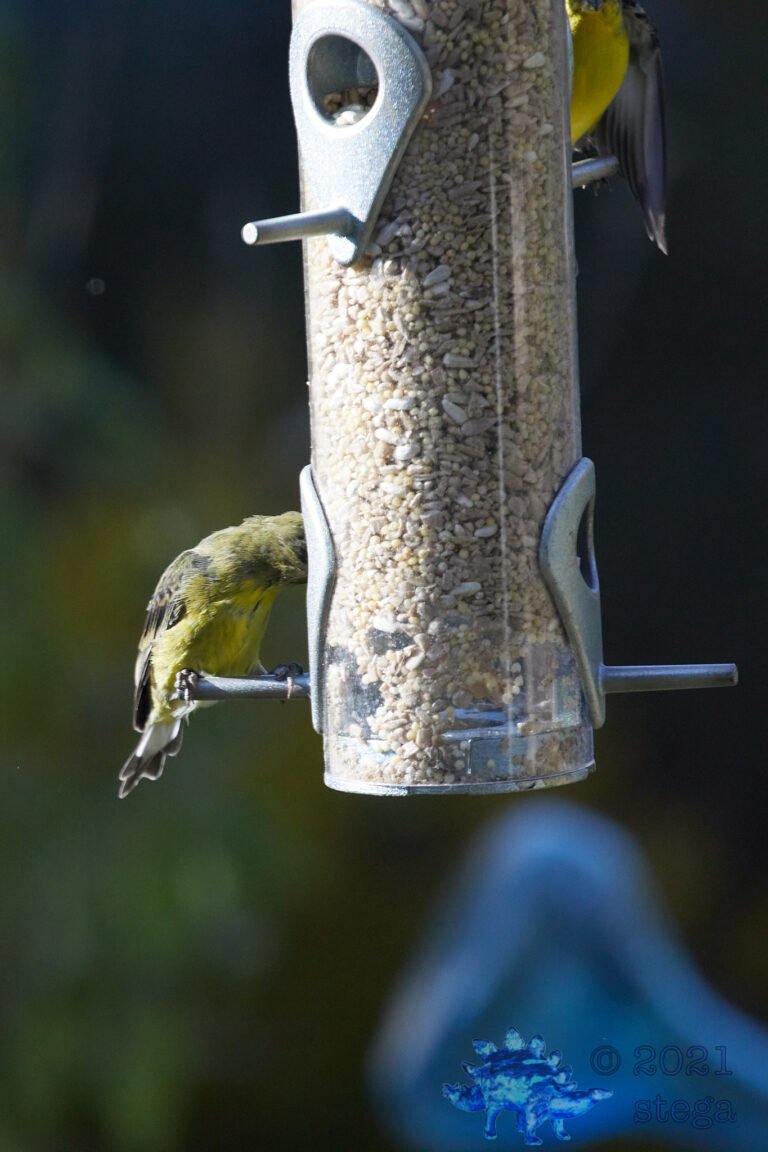 Lesser Goldfinch