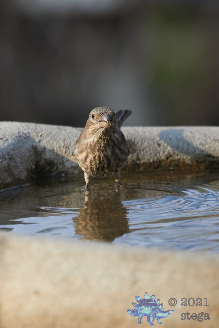 House Finch