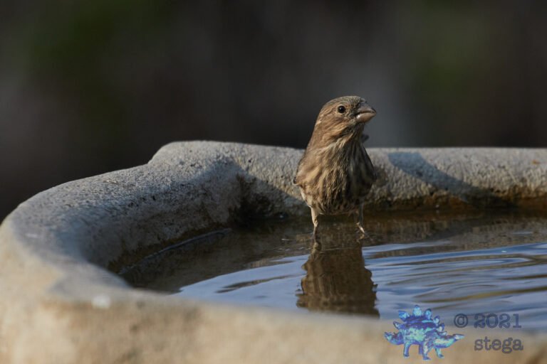 House Finch