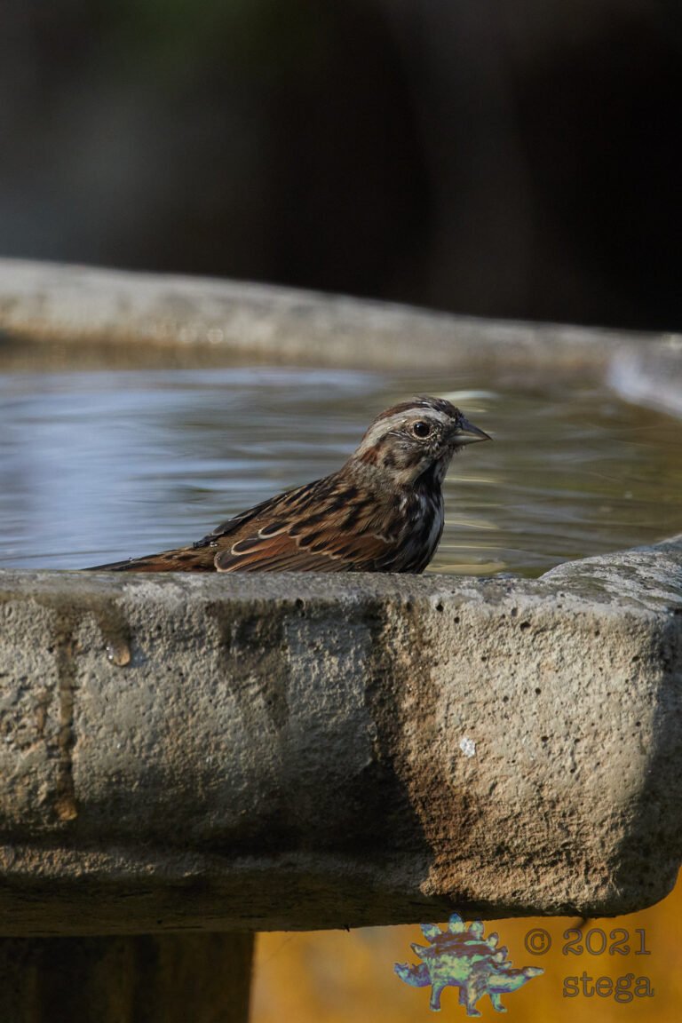Song Sparrow