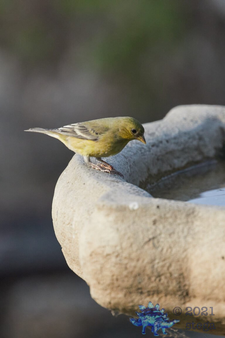 Lesser Goldfinch