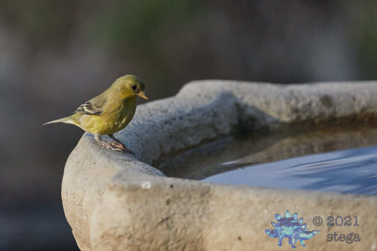Lesser Goldfinch