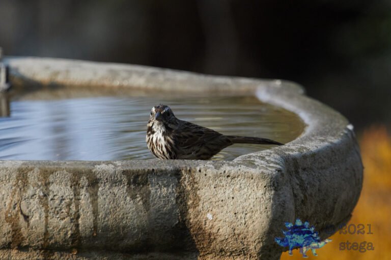 Song Sparrow