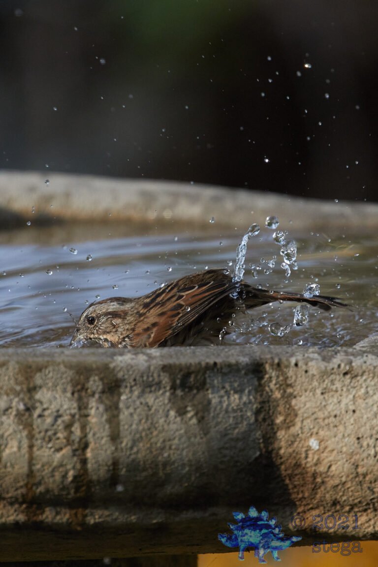Song Sparrow