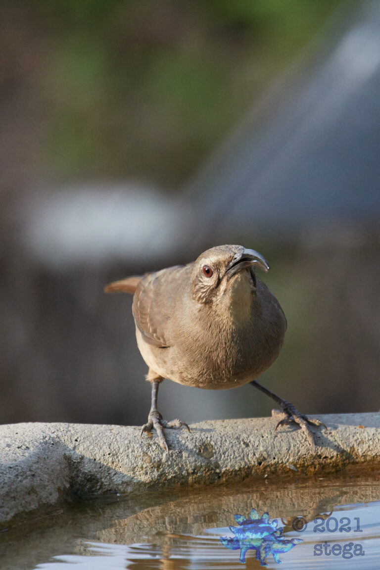 California Thrasher