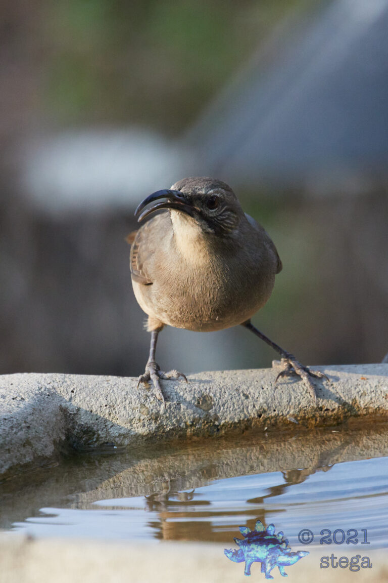California Thrasher