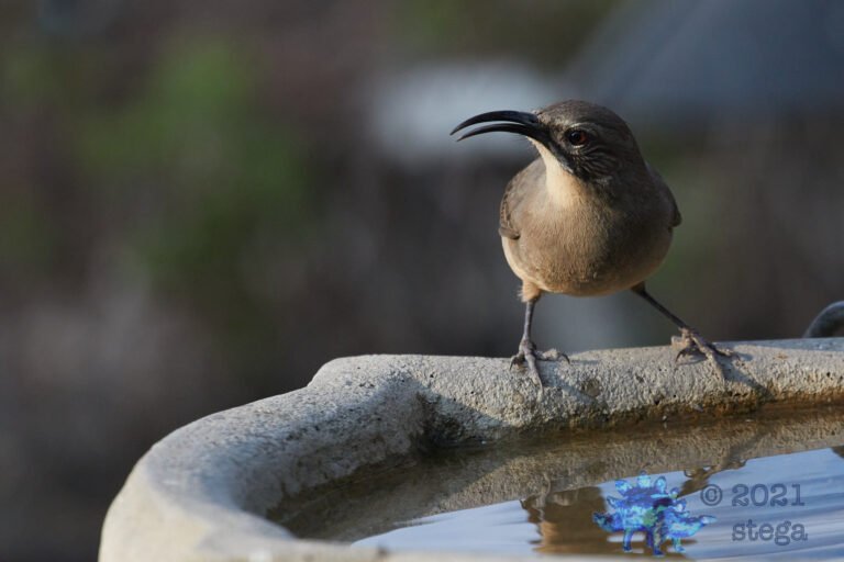 California Thrasher