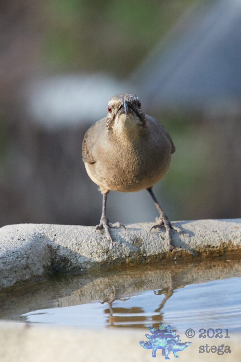 California Thrasher