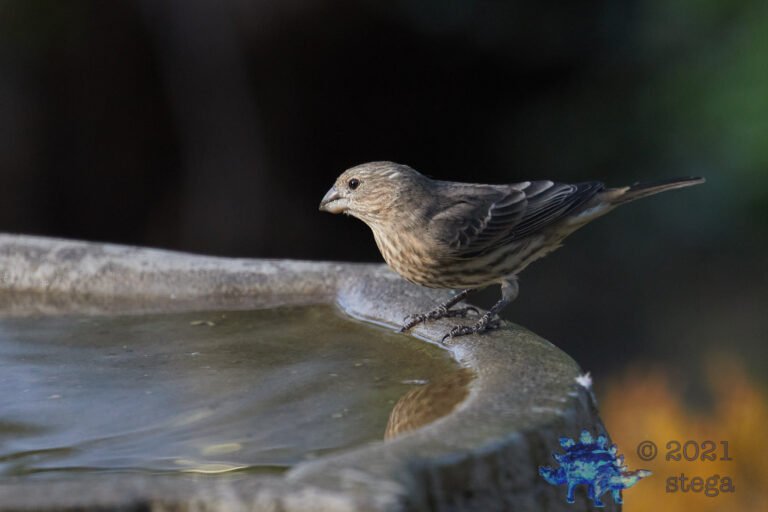 House Finch