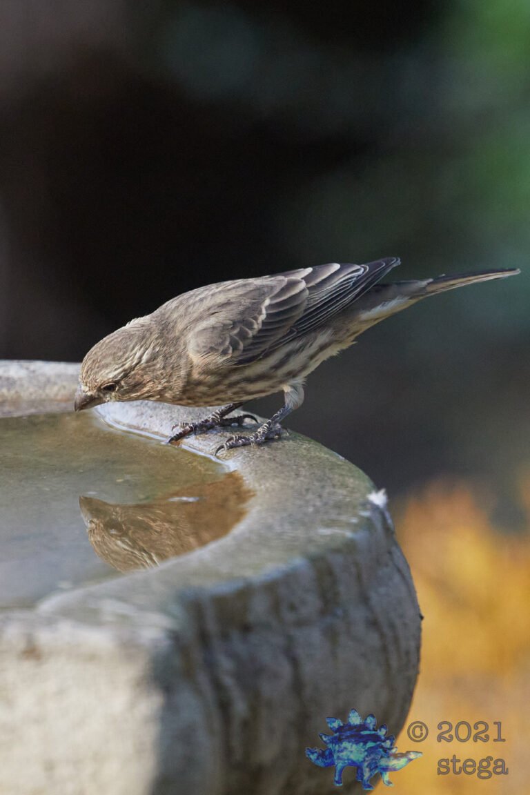 House Finch