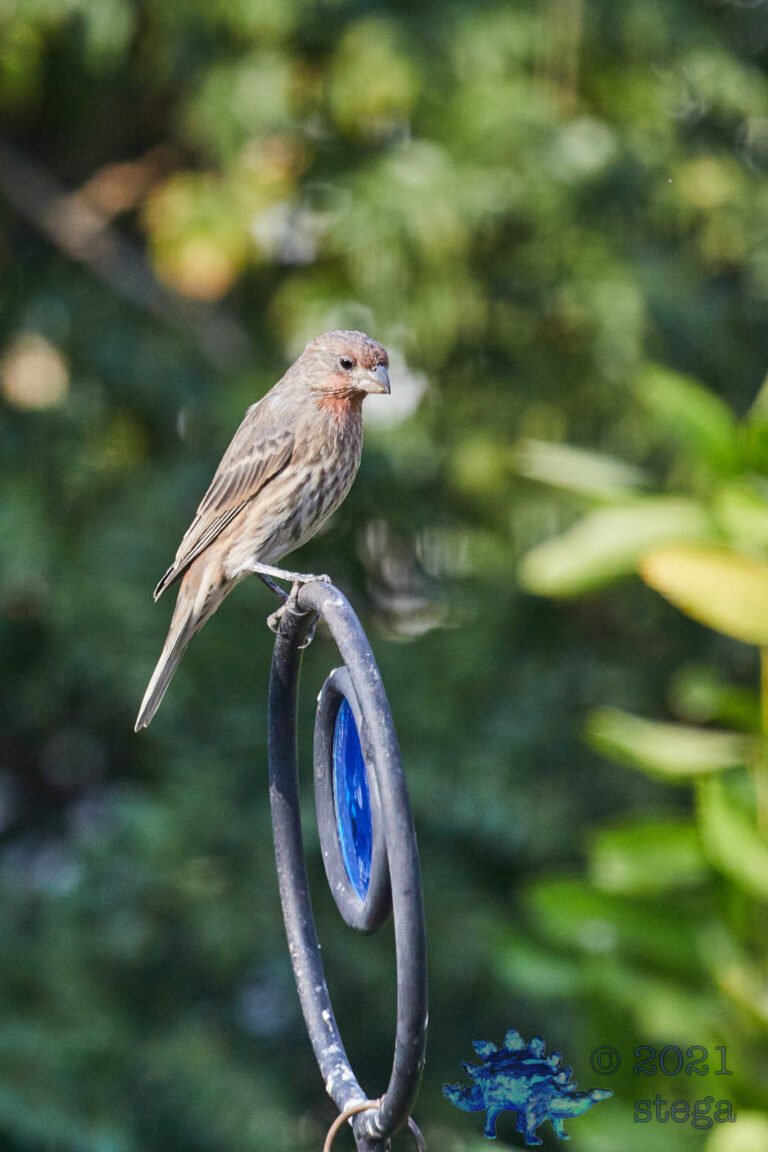 House Finch