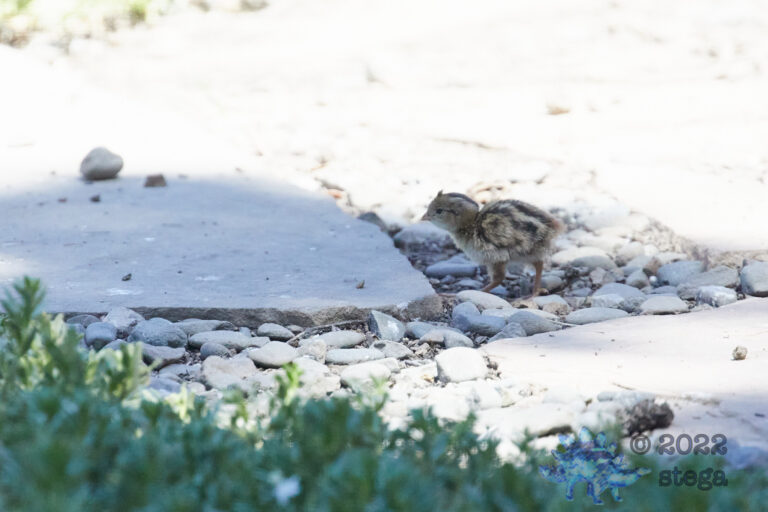 Quail Week VIII