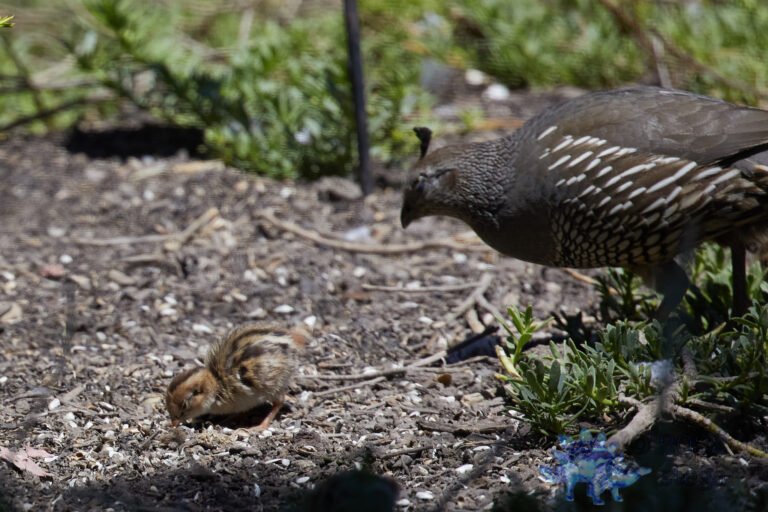 Quail Mother and Chick