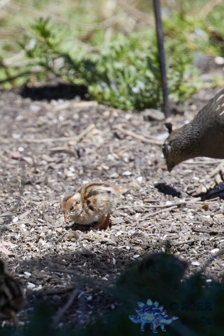 Quail Week XXV
