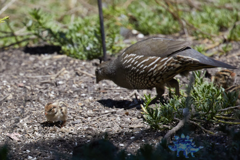 California Quail Chick and Mother