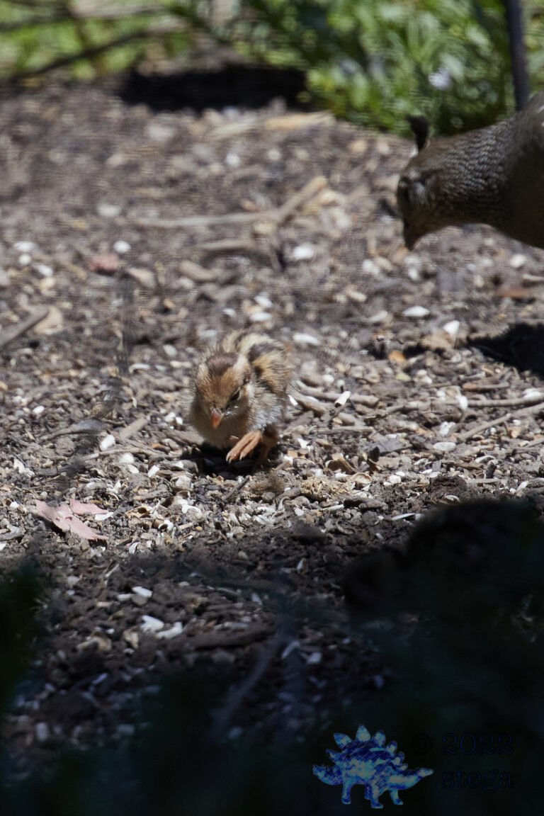 Quail Week IX