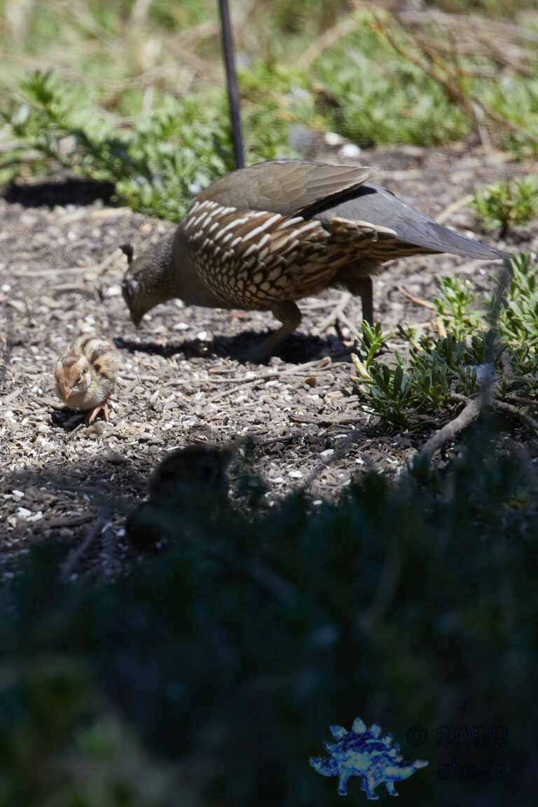 California Quail Chick and Mother