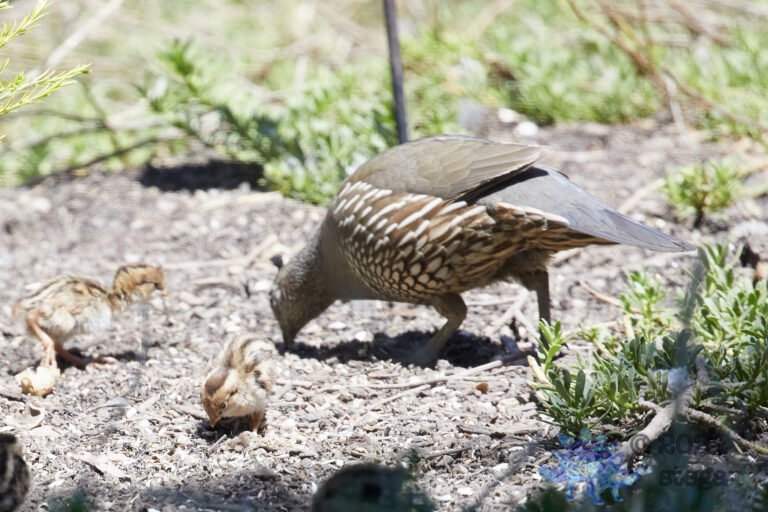 More Quail