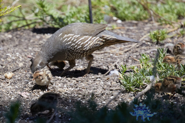 Quail Week XXIX