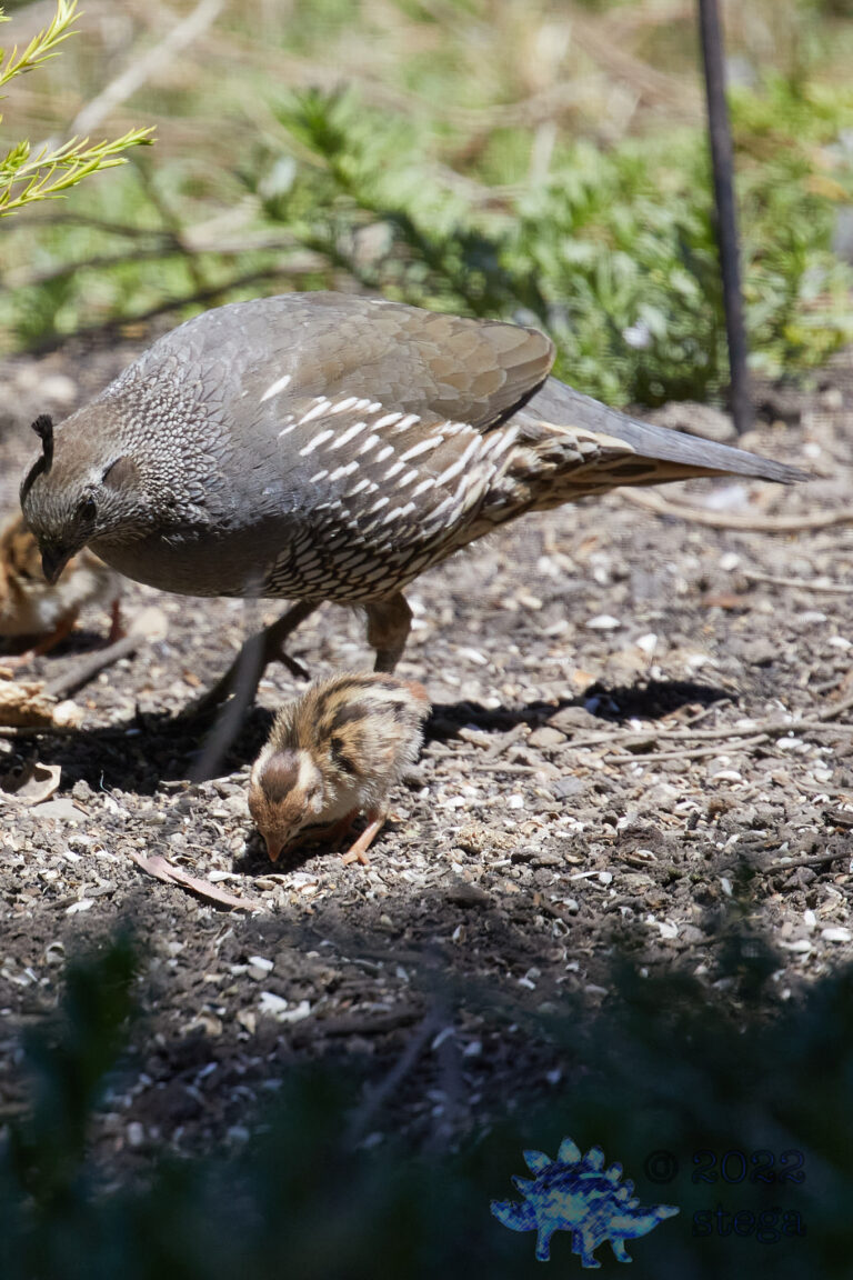 Quail Week X