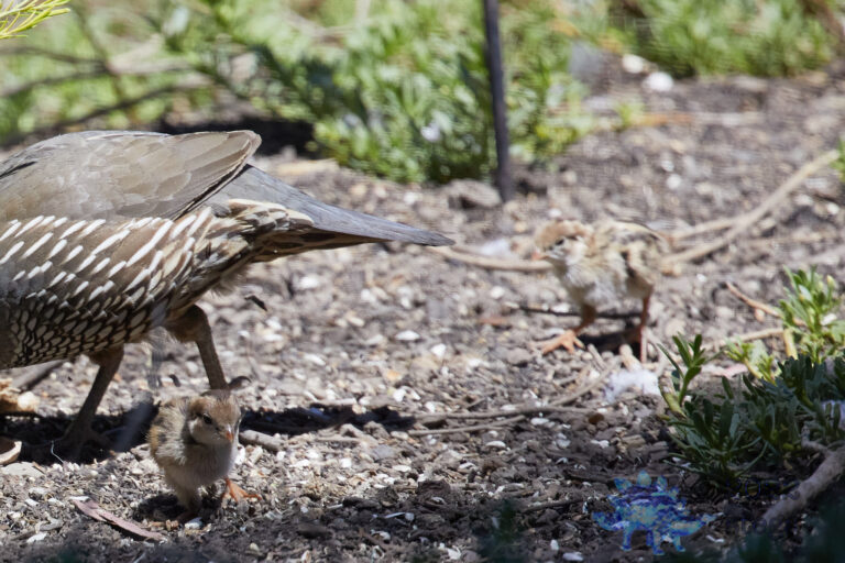 California Quail
