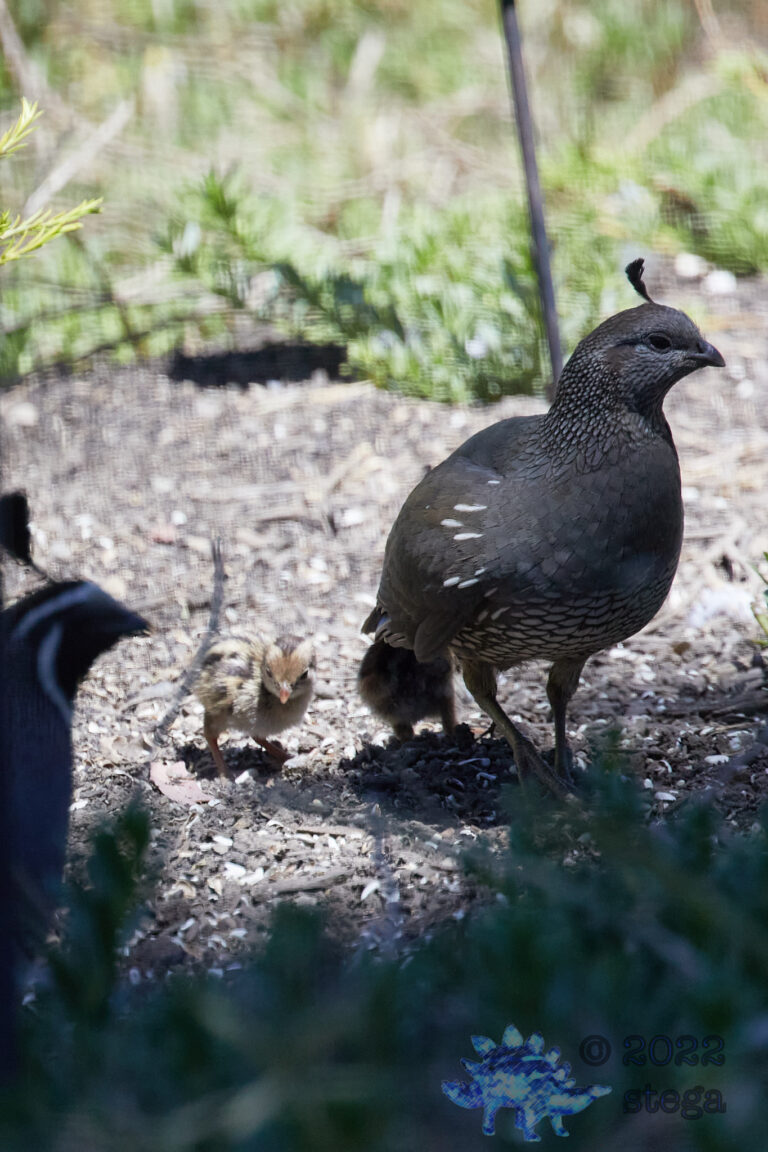 Quail Week XIX