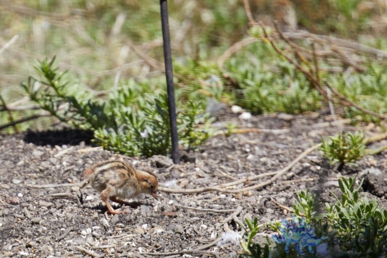 Quail Week XXVII