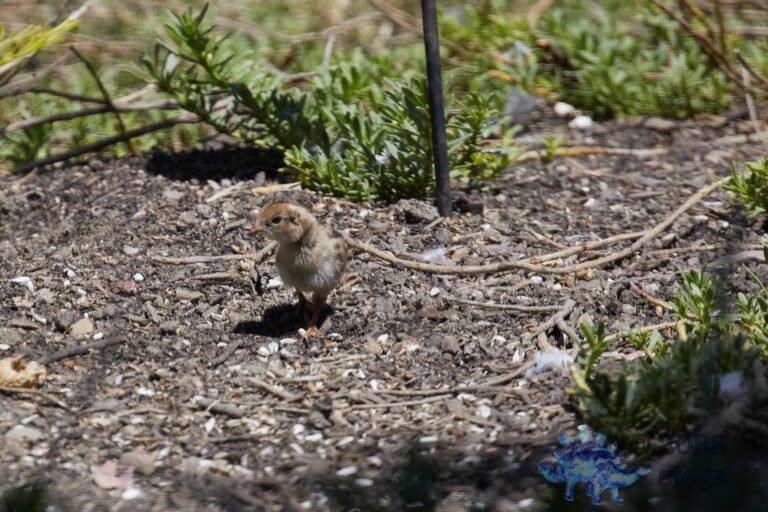 California Quail Chick