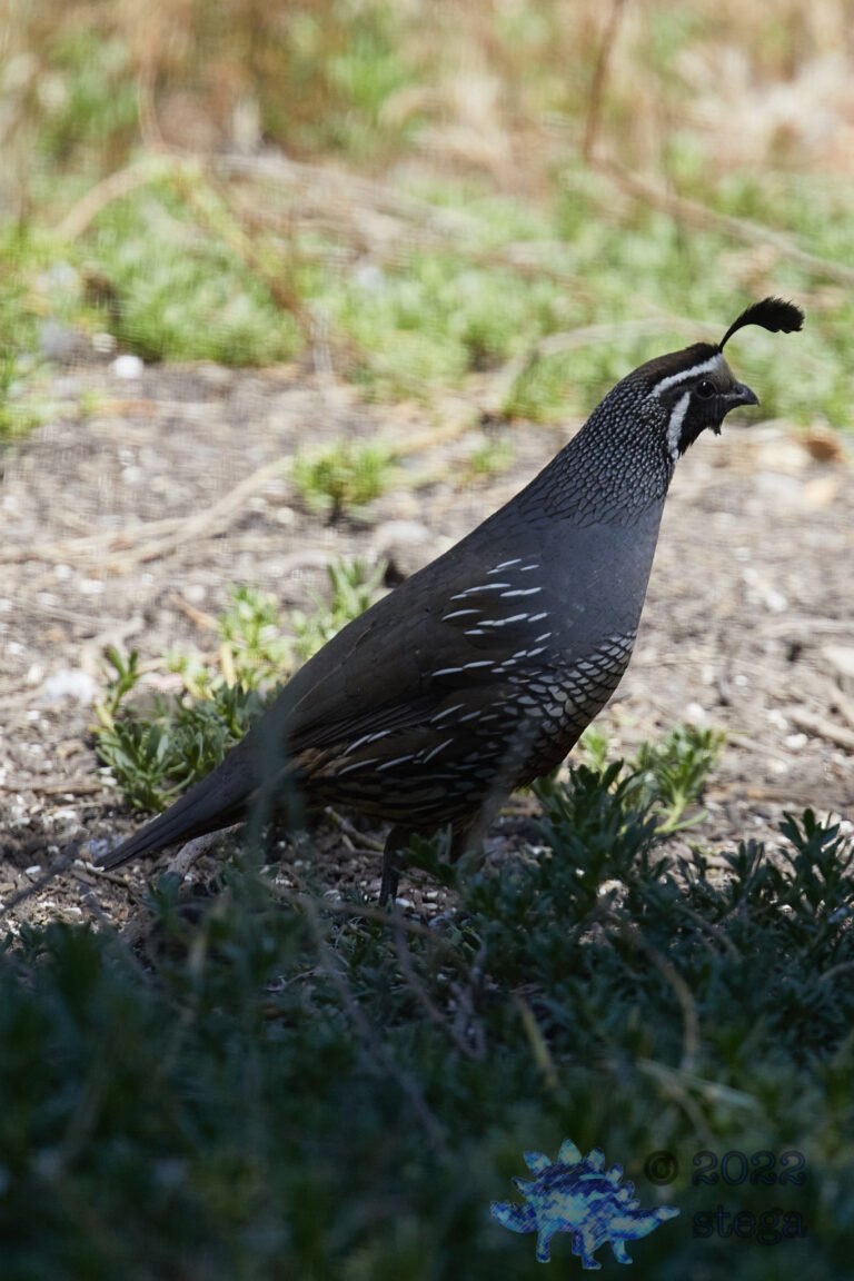 Quail Week XI