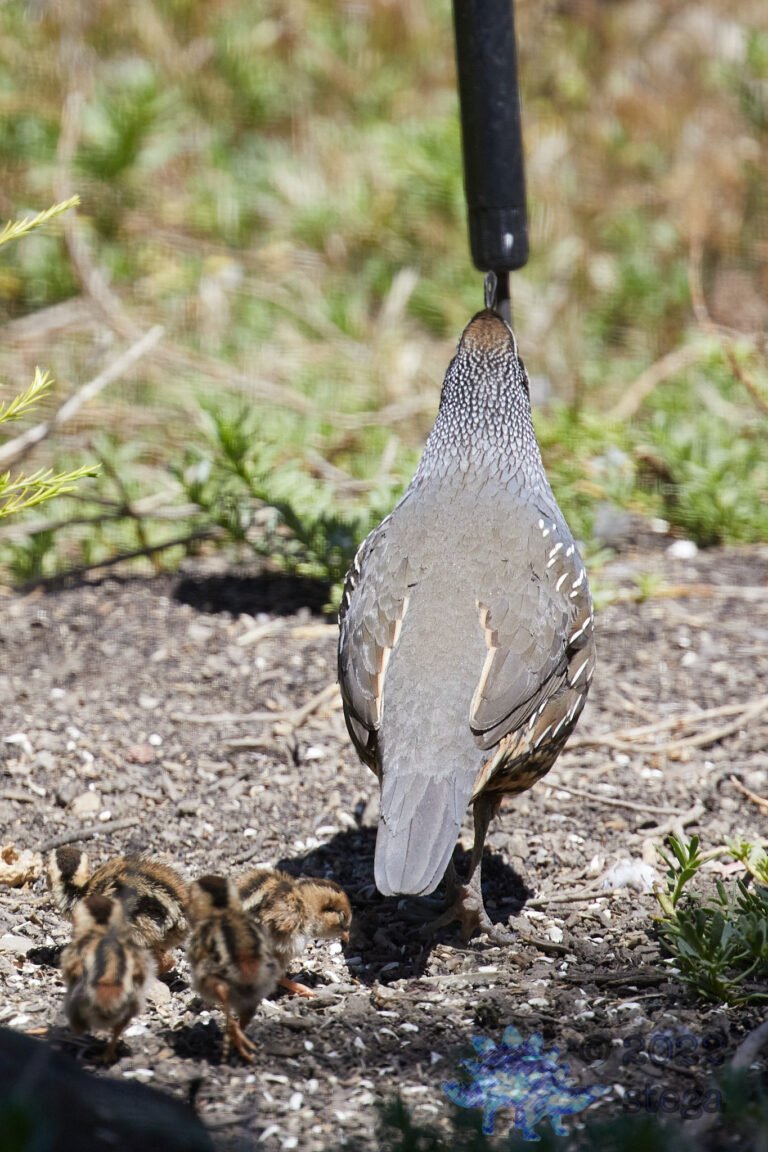 Quail Week XXIII