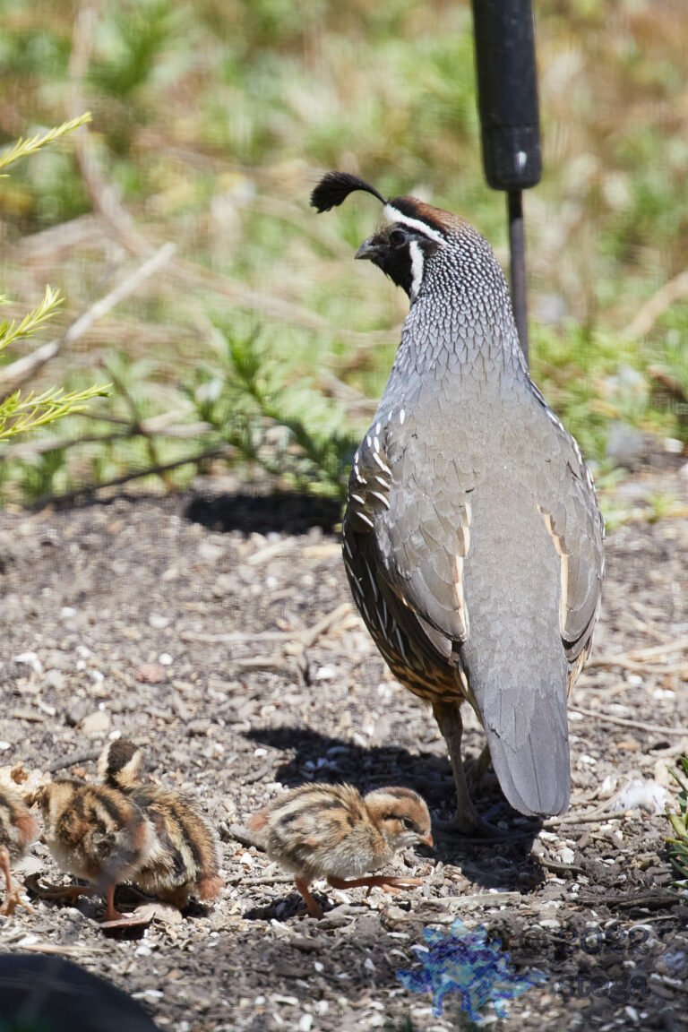 Quail Week XVIII