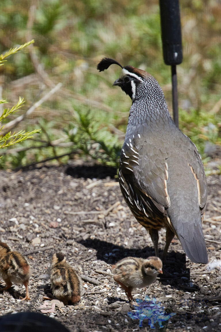 Quail Week XIII