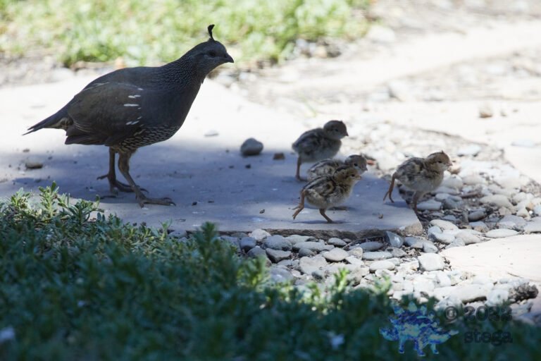 Quail Week XIV