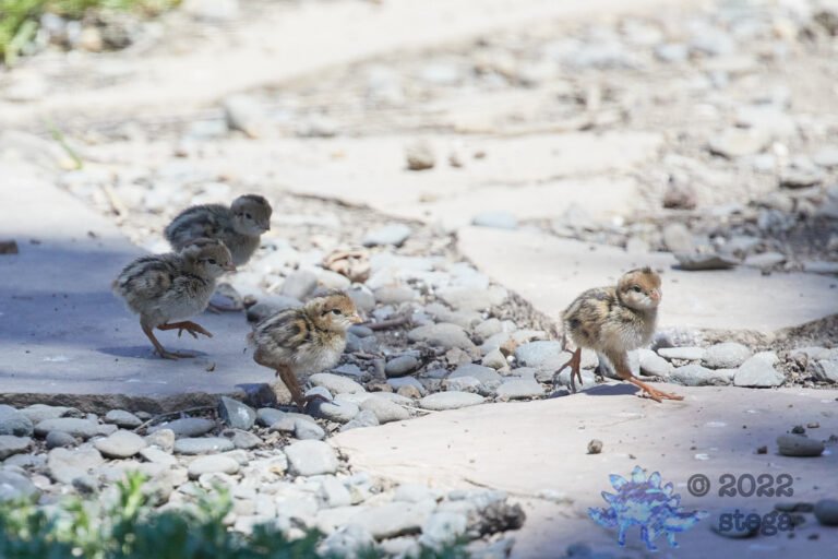Quail Week XVII