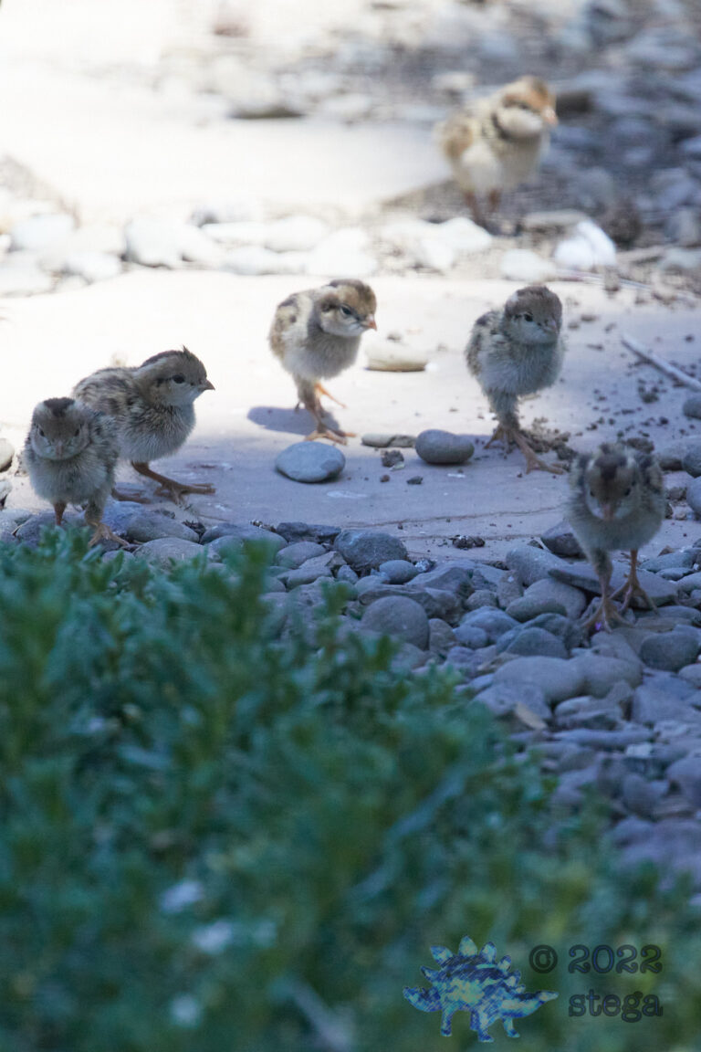 California Quail Chicks