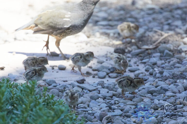 Quail Week XXII