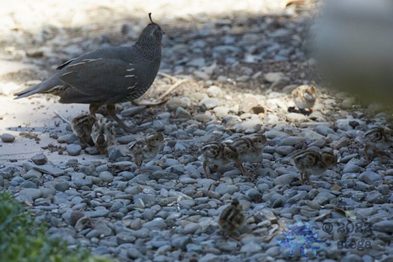 Quail Week XXVI