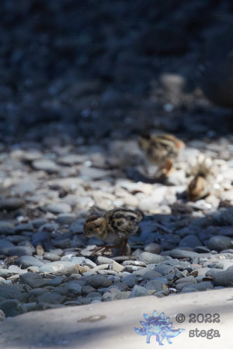 Quail Week XXVIII