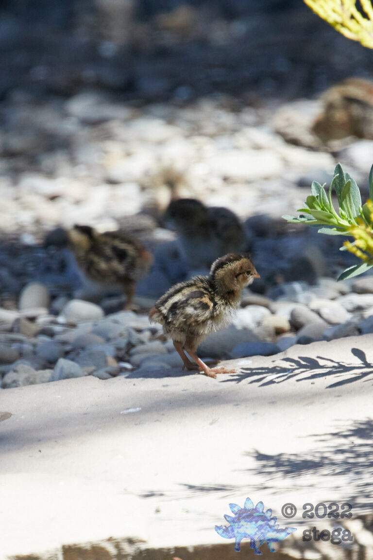 Quail Week XXIV