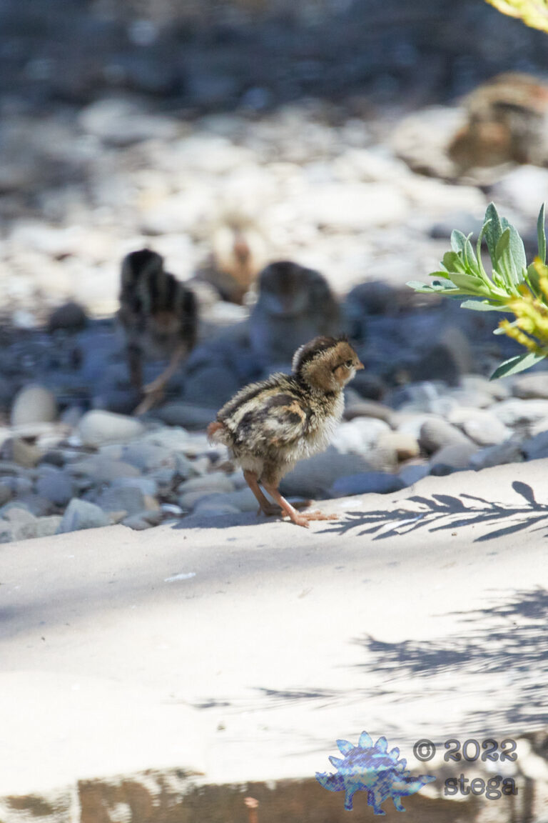 Quail Week XII