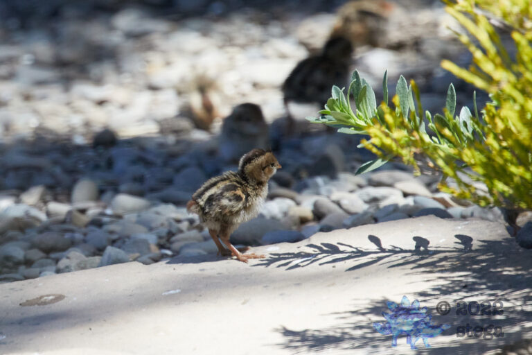 Quail Week XV