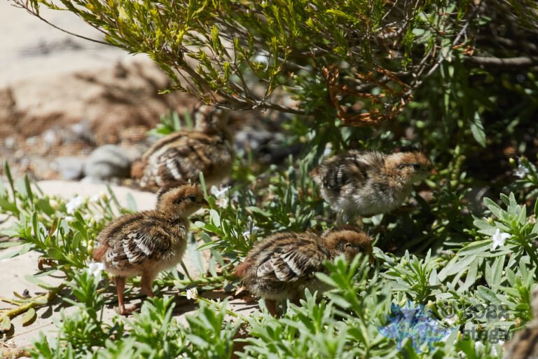 California Quail Chicks