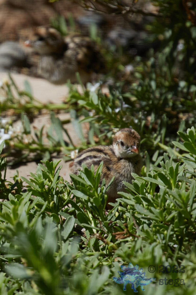 Quail Week XXI