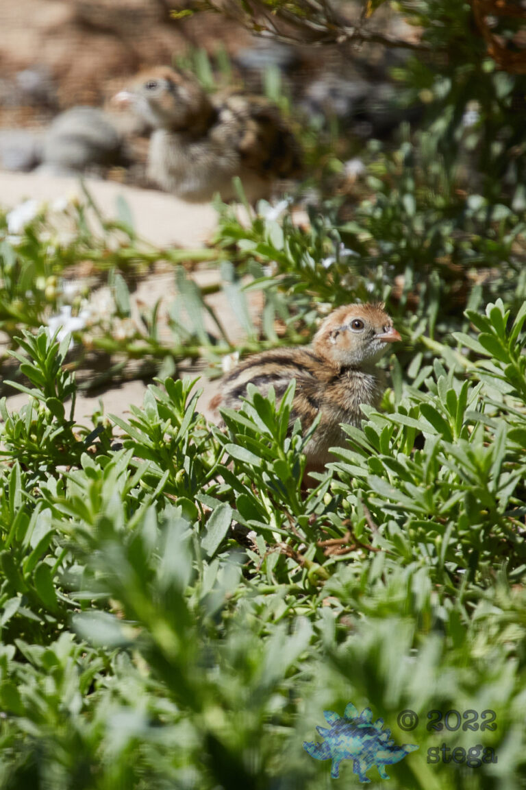 Quail Week XXXI
