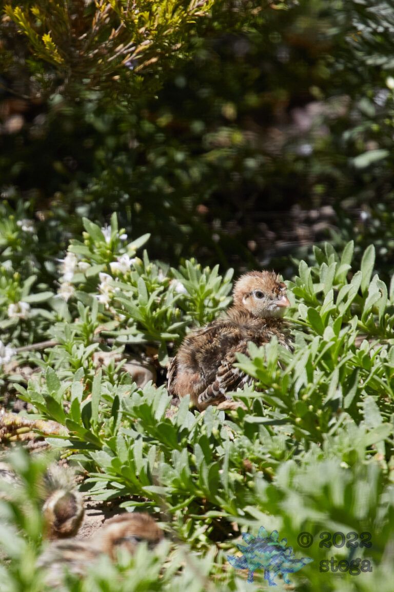 California Quail Chick