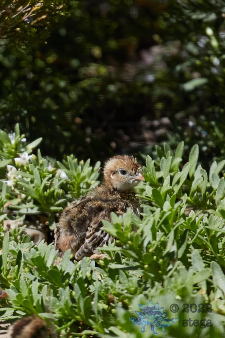 California Quail Chick